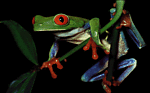 twotreefrogs2