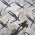 CD: Absolution Muse, 2003