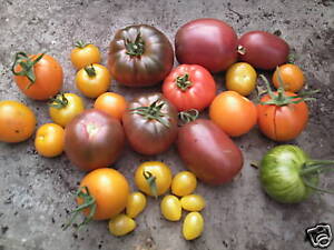 Tomato Ailsa Craig