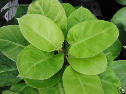 Philodendron Dwarf Moonlight Tropical Plant Rare  