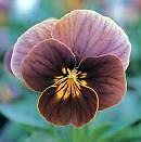 Viola Velour Frosted Chocolate   25 Flower Seeds  