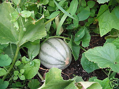 ANANAS   MELONE duftet, schmeckt wie süße Ananas