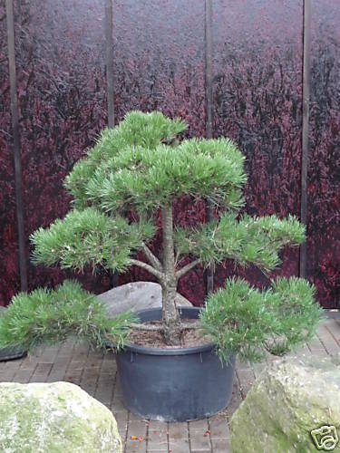 Pinus nigra austriaca   Formschnitt   Kiefer   Gartenbonsai   Bonsai 