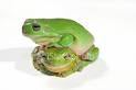 2green-frogs