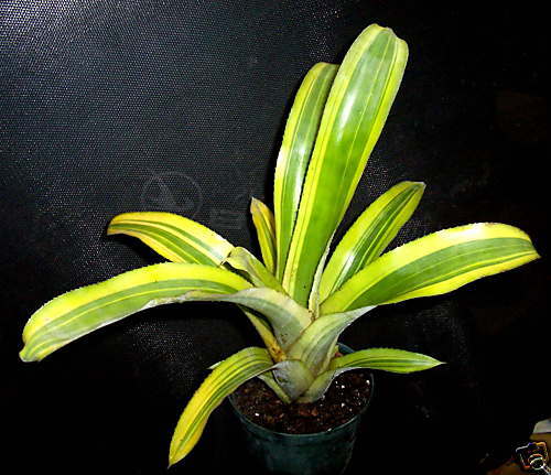 Billbergia Pyramidalis Striata Bromeliad VARIEGATED  