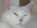 Avatar de l’utilisateur