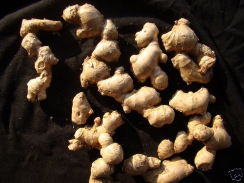 Zingiber officinale  Two Healthy Ginger Spice Rhizomes  