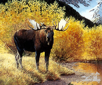 Autumn Antlers by Jan M. McGuire Bull Moose Wildlife  