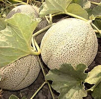 Cantaloupe Planters Jumbo 25 Vegetable Fruit Seeds