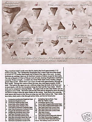 TEN (10) ANCIENT SHARKS TEETH  